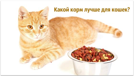 корм для кошек