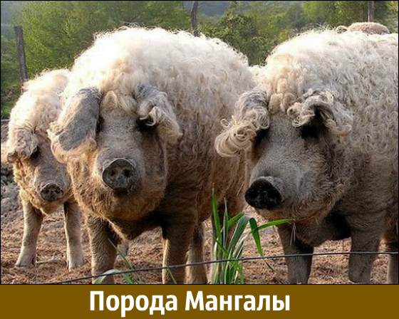 Порода свиней мангалы