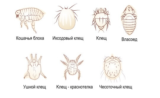 Какие паразиты могут быть у котёнка-найдёныша и как от них избавиться?