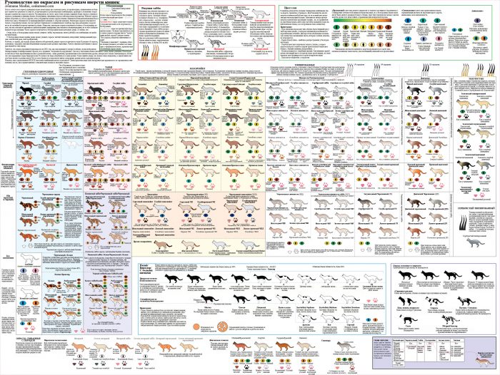 Окрасы шерсти у кошек