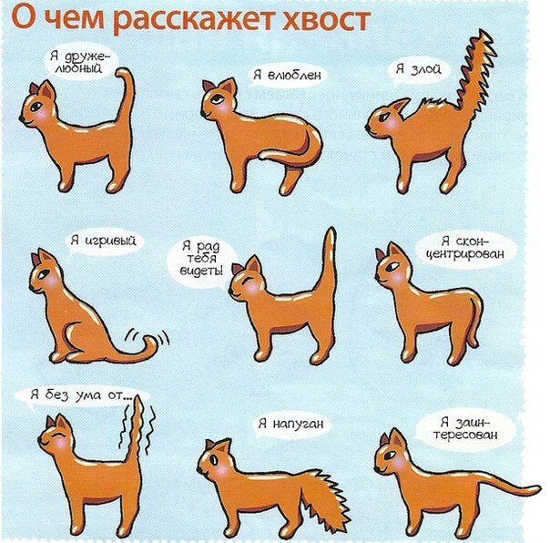 Язык тела: как понять кошку